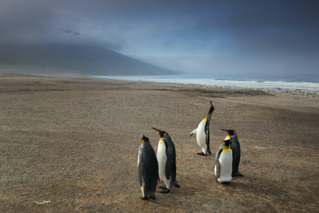 As Falklands-Malvinas: uma breve história da disputa que levou à guerra entre Argentina e Inglaterra 3