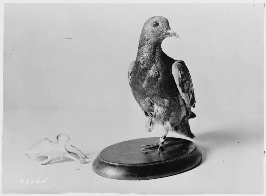 Heróis desconhecidos da Primeira Guerra Mundial: os pombos-correios 7