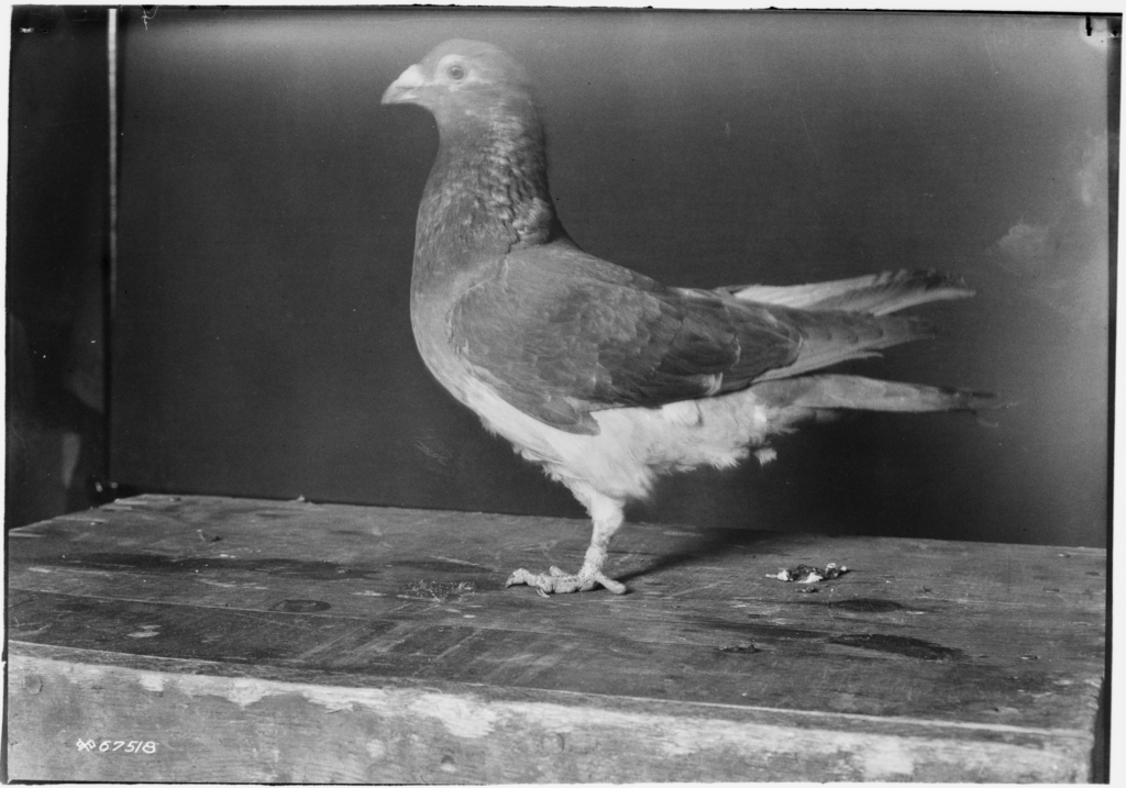 Heróis desconhecidos da Primeira Guerra Mundial: os pombos-correios 6